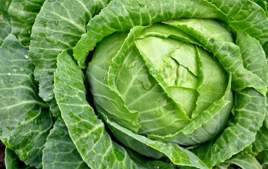 cabbages and their health benefits