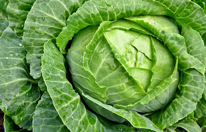 cabbages and their health benefits