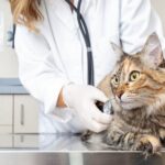 How to Spot the Signs Your Pet Needs a Vet (Before It’s Too Late)