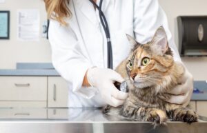 veterinarian in San Antonio, TX,